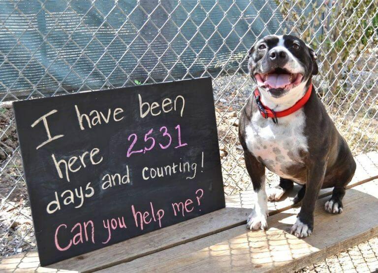 A dog abandoned in a shelter for an astonishing 2,531 days continues to hold onto hope, yearning for someone to offer him a forever home
