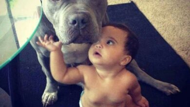 Pitbulls are known for their affectionate nature and unwavering dedication to safeguarding infants.