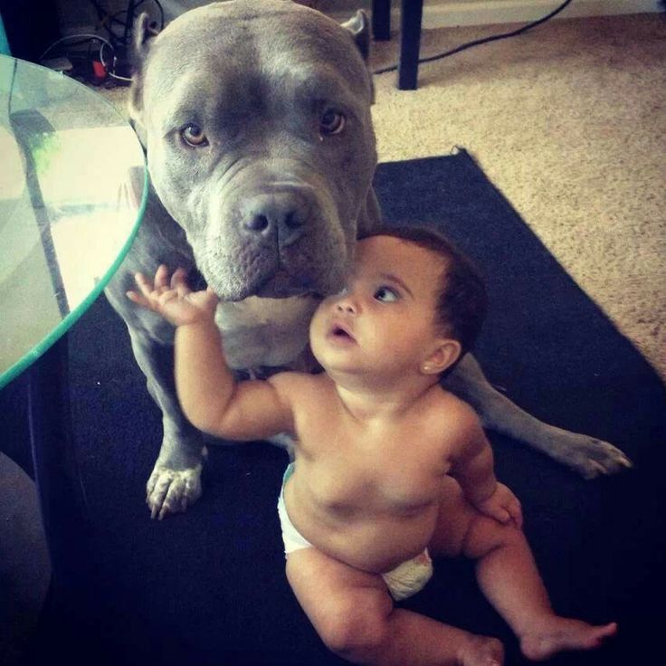 Pitbulls are known for their affectionate nature and unwavering dedication to safeguarding infants.