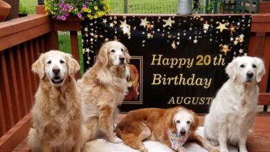 Discover the inspiring story of Augie, the Golden Retriever who defies age and attains the title of the world’s oldest at 20 years old