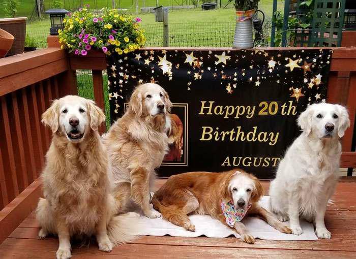 Discover the inspiring story of Augie, the Golden Retriever who defies age and attains the title of the world’s oldest at 20 years old