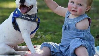 A beautiful bond forms between the girl with one hand and her loyal three-legged dog companion, captivating everyone’s admiration with their extraordinary friendship.