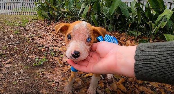 Follow the heartwarming journey of a discarded pit bull puppy discovered in a crate as he matures into the largest, most joyous lad today, proving the power of love and second chances