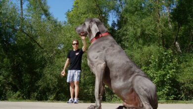 Astounding revelation: a colossal Pitbull of unprecedented size, standing at 3 meters tall and weighing 4000 pounds, emerges in the United Kingdom.