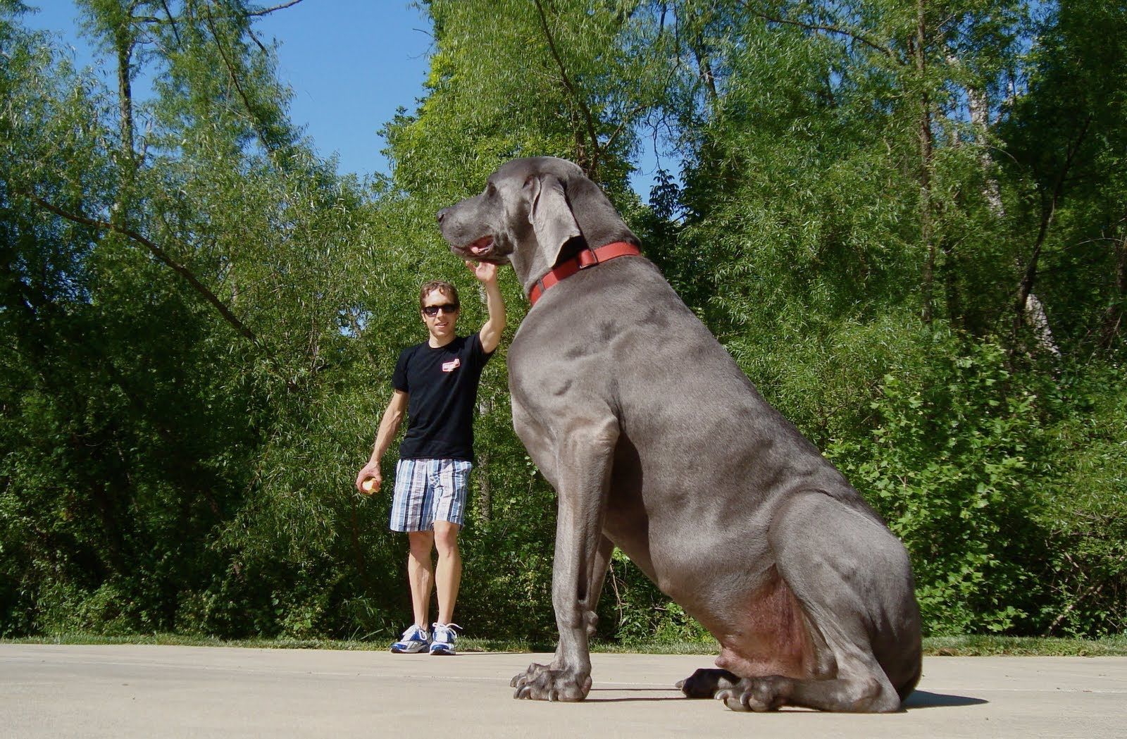 Astounding revelation: a colossal Pitbull of unprecedented size, standing at 3 meters tall and weighing 4000 pounds, emerges in the United Kingdom.