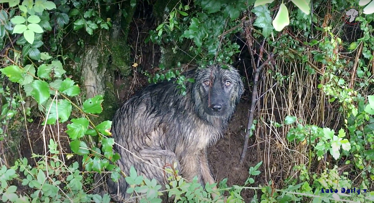 Endure the emotional journey of a neglected canine enduring a torrential downpour, waiting for her family’s return with unwavering hope