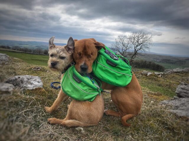 Unfolding is a heartwarming tale of an affectionate bond between a blind Staffordshire Bull Terrier and an improbable companion, stirring emotions and demonstrating the power of friendship against all odds.