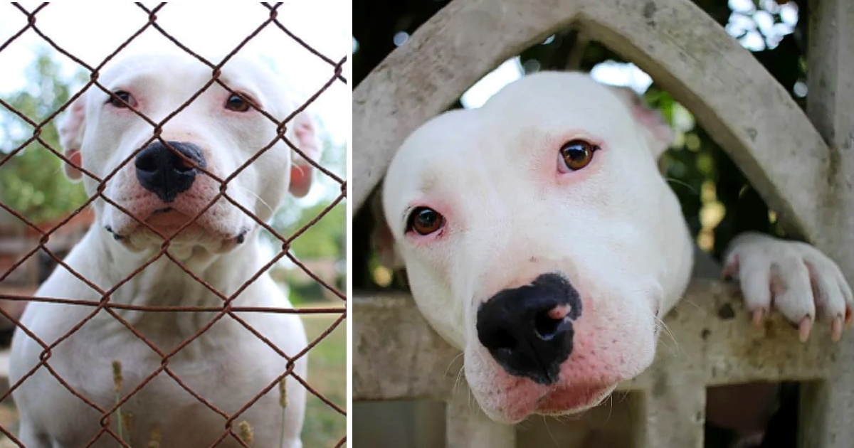 Long-Awaited Adoption: Pit Bull Finds Loving Family After 300 Days in Shelter, a Triumph of Hope