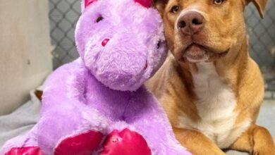 A stray dog who kept trying to steal a purple unicorn from a store finally gets a toy and a forever home, a heartwarming tale of hope