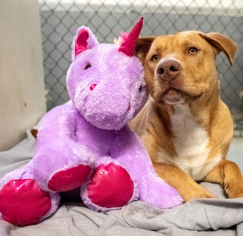 A stray dog who kept trying to steal a purple unicorn from a store finally gets a toy and a forever home, a heartwarming tale of hope