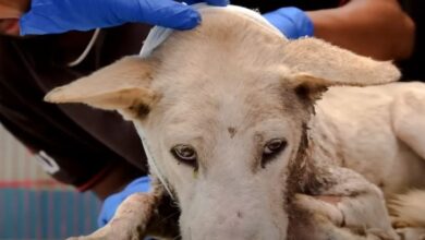 Witnessing the injured dog limping away in pain, walking alone, and finally receiving much-needed emergency help is heart-wrenching