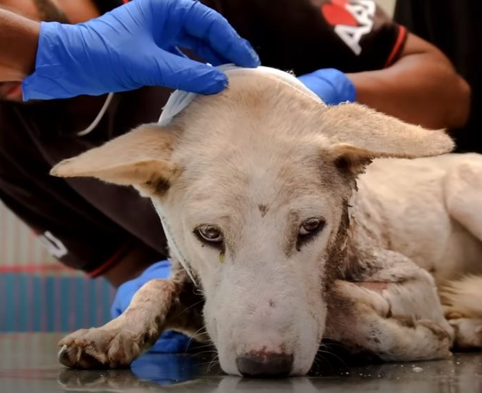 Witnessing the injured dog limping away in pain, walking alone, and finally receiving much-needed emergency help is heart-wrenching