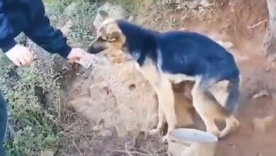 The German Shepherd, chained in the middle of nowhere, is rescued by a compassionate and kind-hearted man