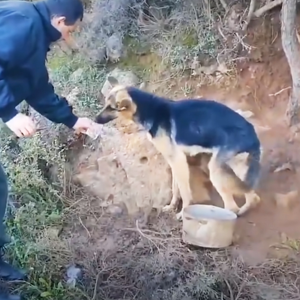 The German Shepherd, chained in the middle of nowhere, is rescued by a compassionate and kind-hearted man