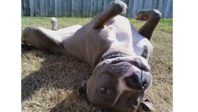 A heartwarming story of faithfulness emerges as a dog refuses to leave its rescued mom’s side, demonstrating unconditional love