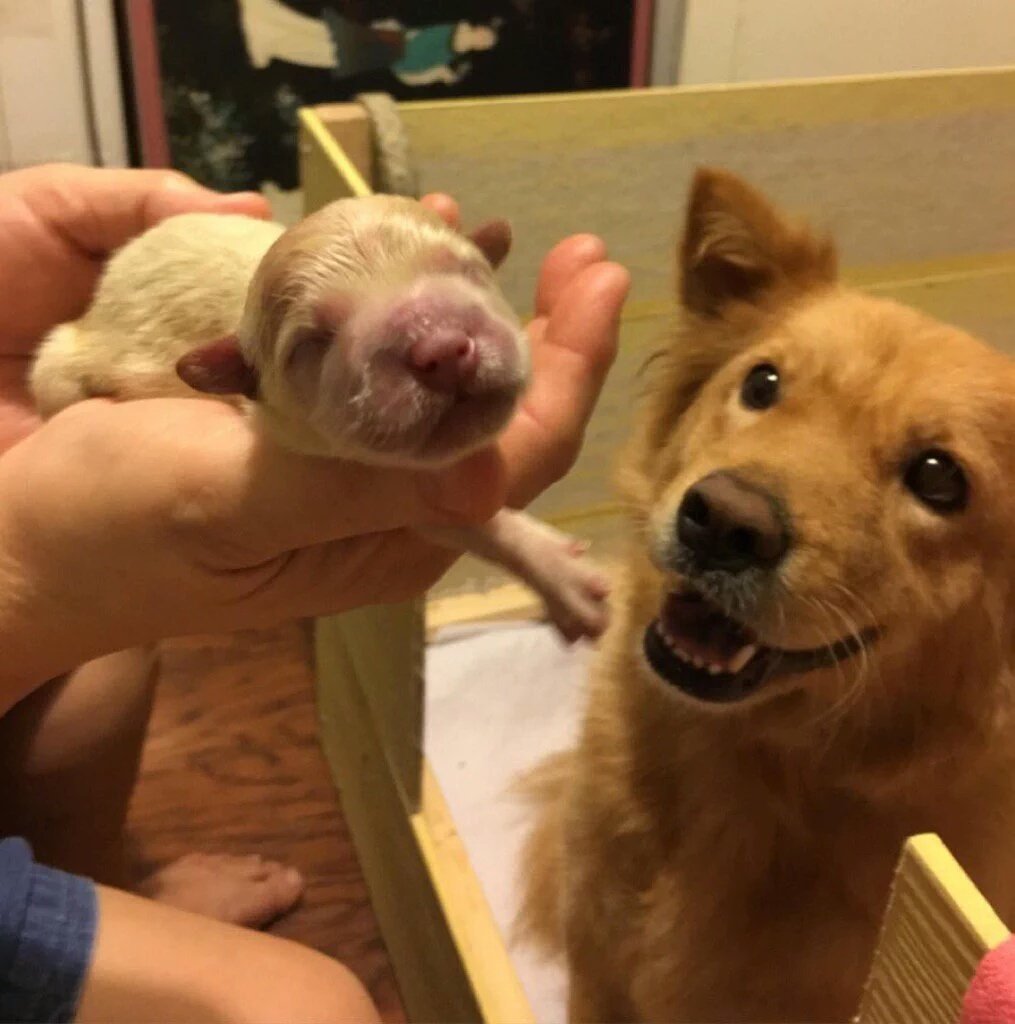 Precious Moments: Father’s Tears of Joy Illuminate the Arrival of His Newborn Puppy, Filling Hearts with Happiness and Celebrating the Gift of New Life
