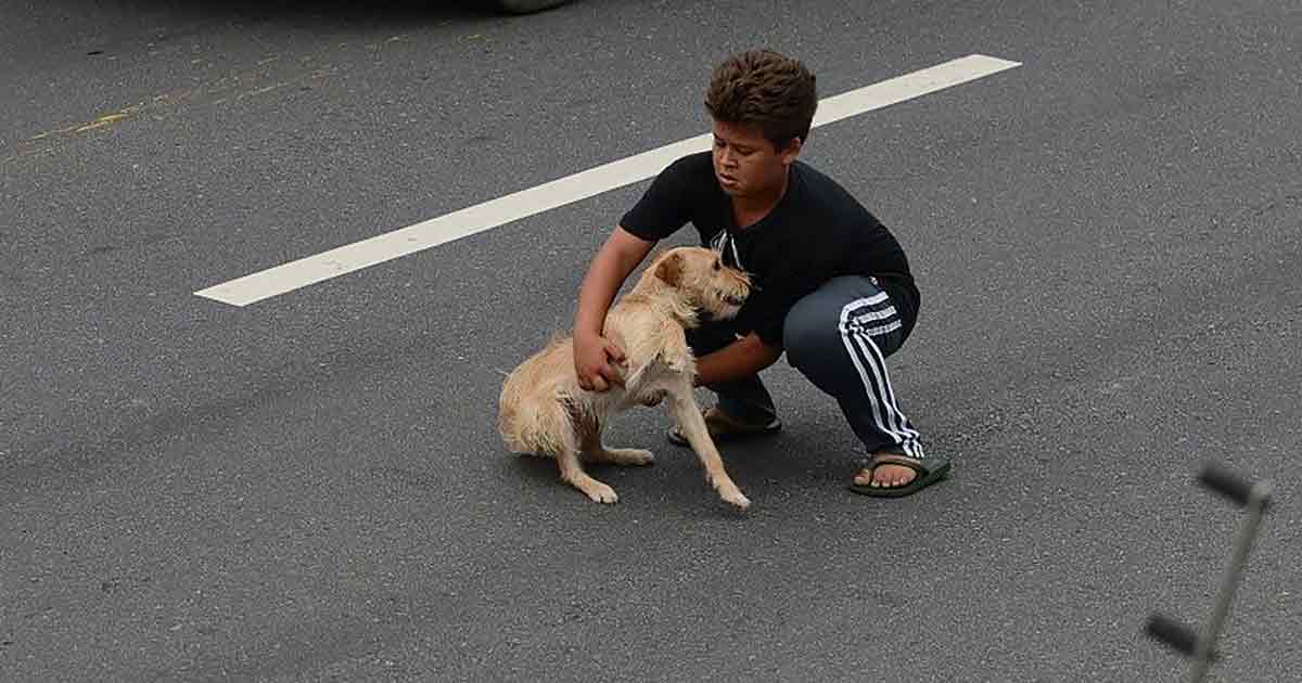 The brave 11-year-old boy courageously steps into traffic to rescue a dog that was hit by a car