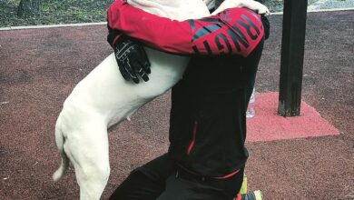 A Homeless Man’s Emotional Reunion Overwhelmed with joy as he finds his lost dog after years of separation