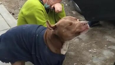 A tearful man embraces his dog after 5 months of being lost on the road, overwhelmed with joy and relief