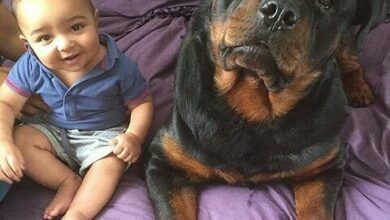 A Dog’s Tears of Joy: Unforgettable Bond Forms as Father Places Baby Next to Beloved Canine