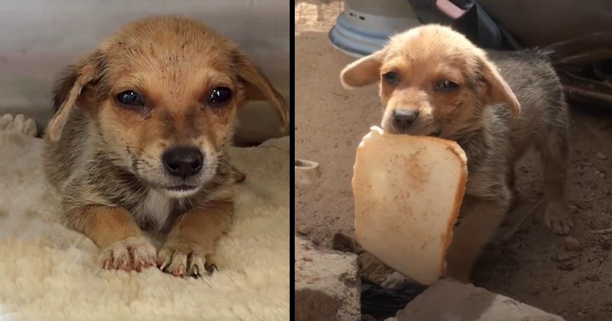 Tears of Appreciation: An abandoned puppy’s heartrending tale unfolds as it sheds tears of gratitude upon receiving a kind Samaritan’s gift of bread, a small act of compassion that touches the depths of its soul
