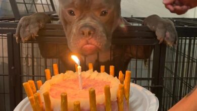 The dog joyfully sheds tears as it celebrates its first birthday at the animal shelter