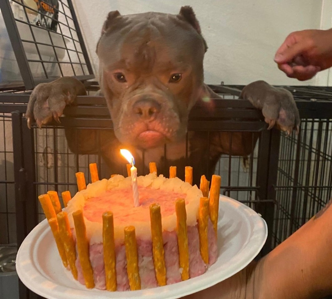 The dog joyfully sheds tears as it celebrates its first birthday at the animal shelter