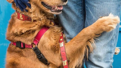 A touching moment unfolds as a dog tenderly embraces a stranger’s feet, displaying a profound sense of trust and affection