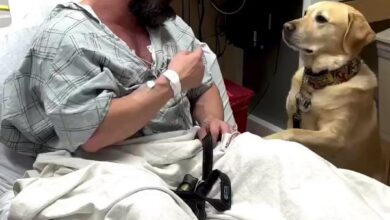 Meaningful Moment: Loyal dog enters the hospital to care for its owner like a human, demonstrating a profound bond