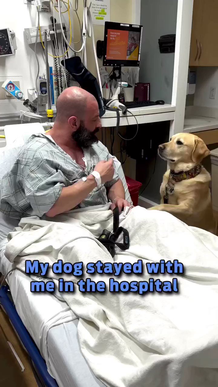 Meaningful Moment: Loyal dog enters the hospital to care for its owner like a human, demonstrating a profound bond