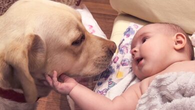 The newborn’s endearing gestures toward the puppy during their first encounter have touched the hearts of millions