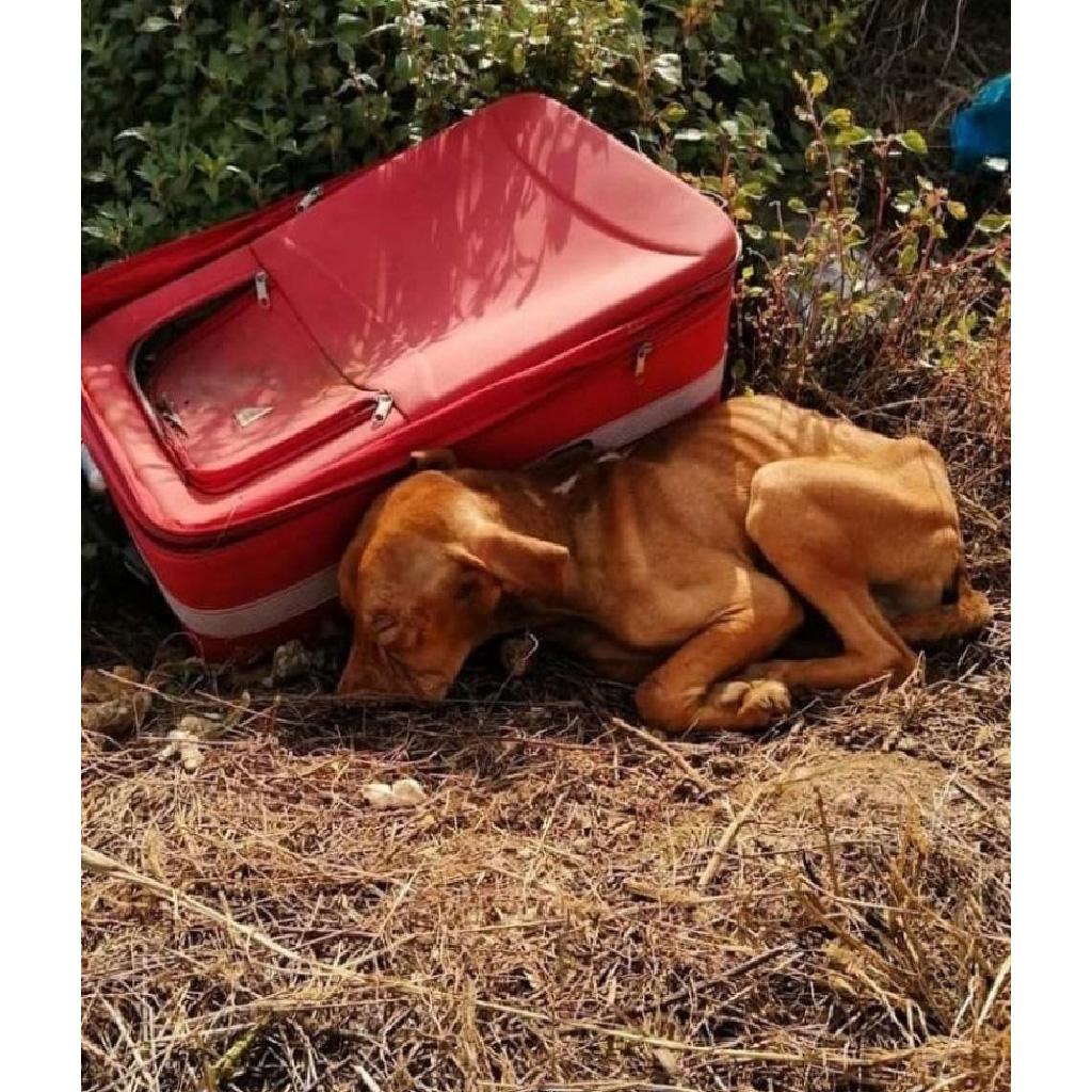 From Abandoned to Embracing Life: A Heartrending Tale of a Puppy Crammed Inside a Suitcase, Yet Resiliently Holding onto Faint Breaths, Awaiting Rescue