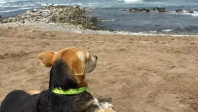 The dog constantly gazes out at the sea, waiting for its owner to return, unaware that its owner has been lost in a storm, displaying unwavering loyalty and hope in the face of uncertainty