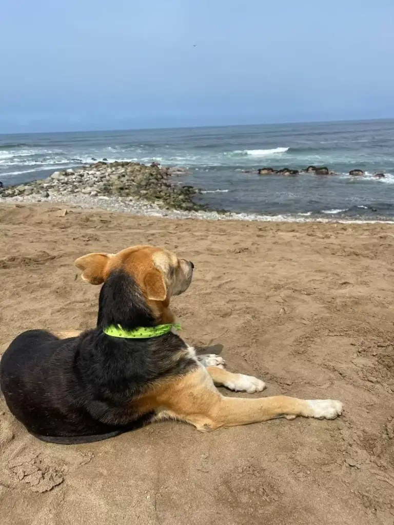 The dog constantly gazes out at the sea, waiting for its owner to return, unaware that its owner has been lost in a storm, displaying unwavering loyalty and hope in the face of uncertainty