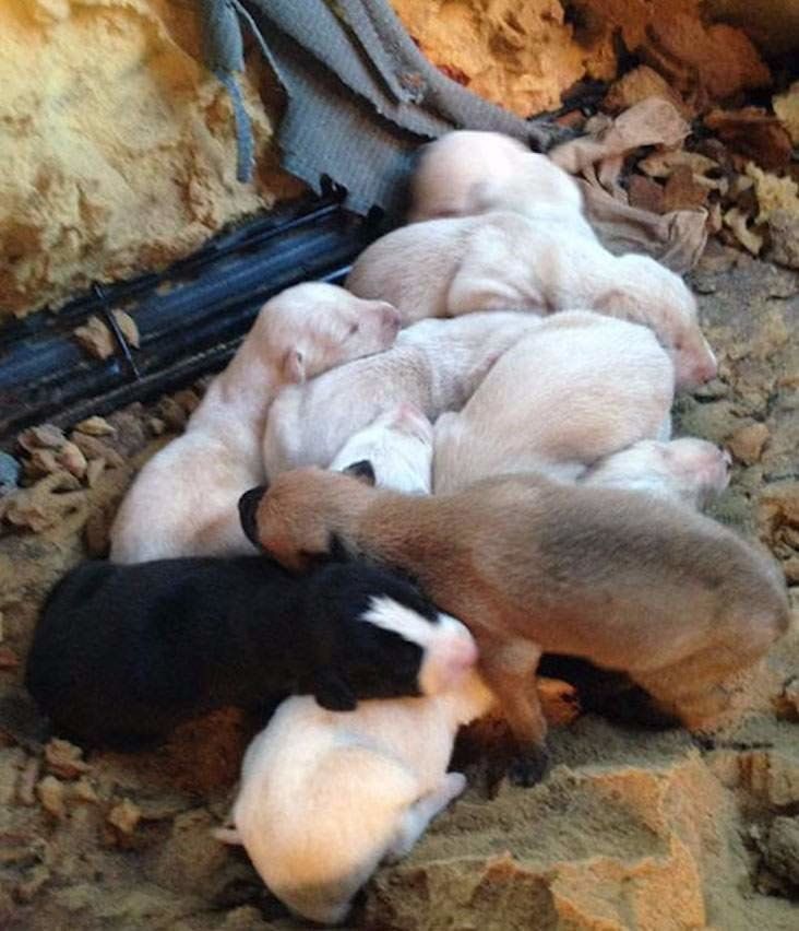 Resilient Mother: Brave Dog With Broken Leg Walks Two Miles to Reunite with Her Puppies, a Testament to Unyielding Determination and Love