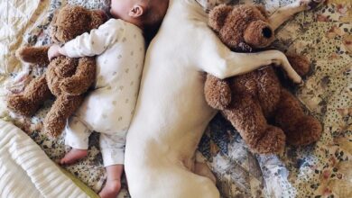 Having been rescued, a puppy transforms into the perfect slumber companion for an 8-month-old baby, fostering an endearing bond brimming with trust and warmth