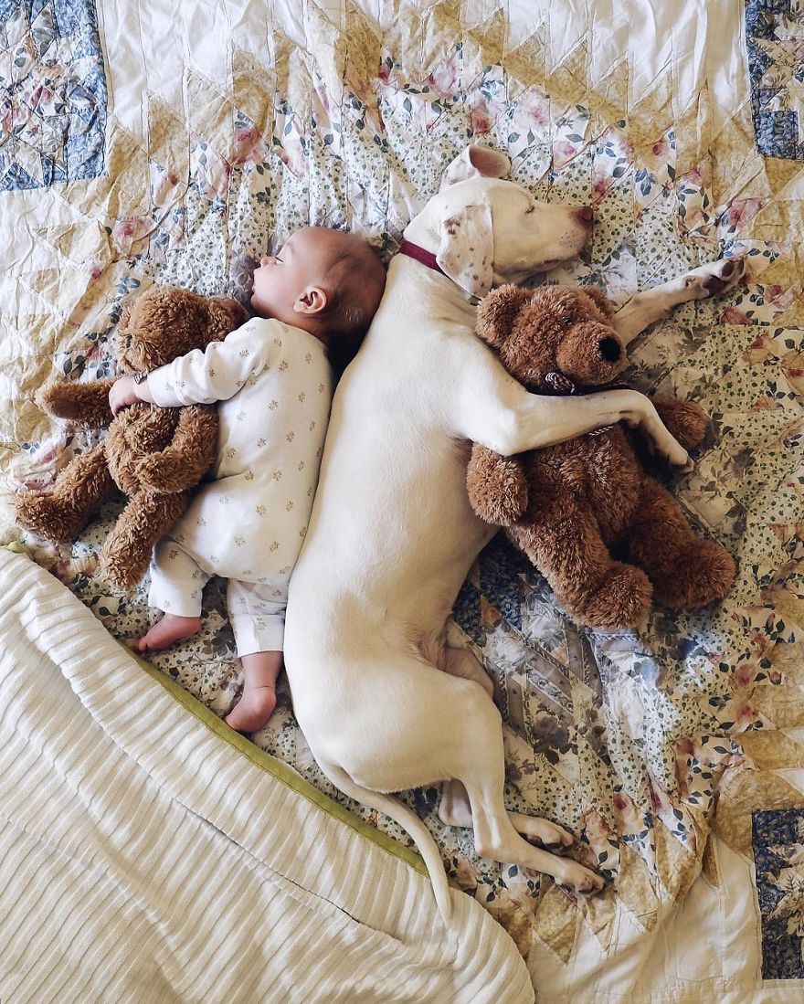 Having been rescued, a puppy transforms into the perfect slumber companion for an 8-month-old baby, fostering an endearing bond brimming with trust and warmth