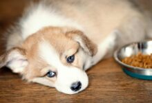 Dog Not Eating? Possible Causes And Appetite Solutions