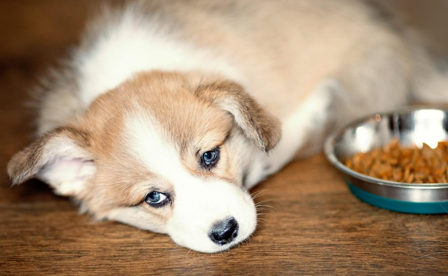Dog Not Eating? Possible Causes And Appetite Solutions