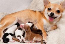 How To Take Care When Dogs Pregnant?