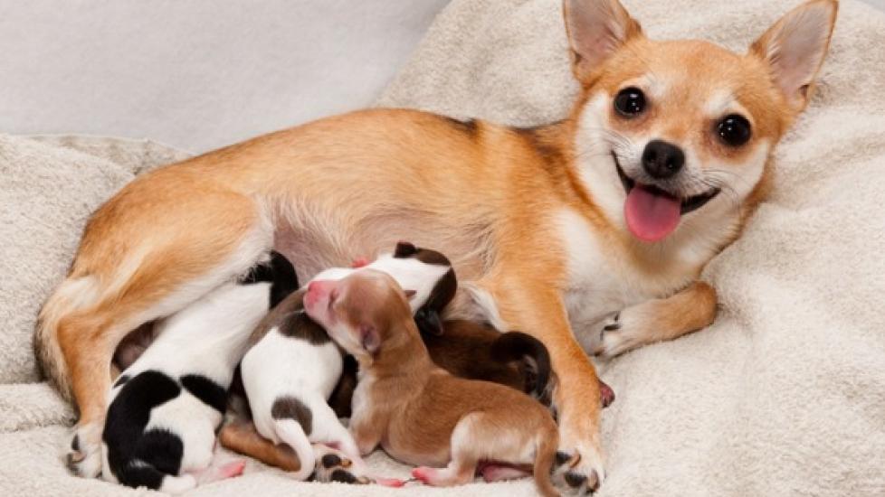 How To Take Care When Dogs Pregnant?