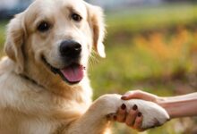 Dog Intelligence: Everything You Need To Know