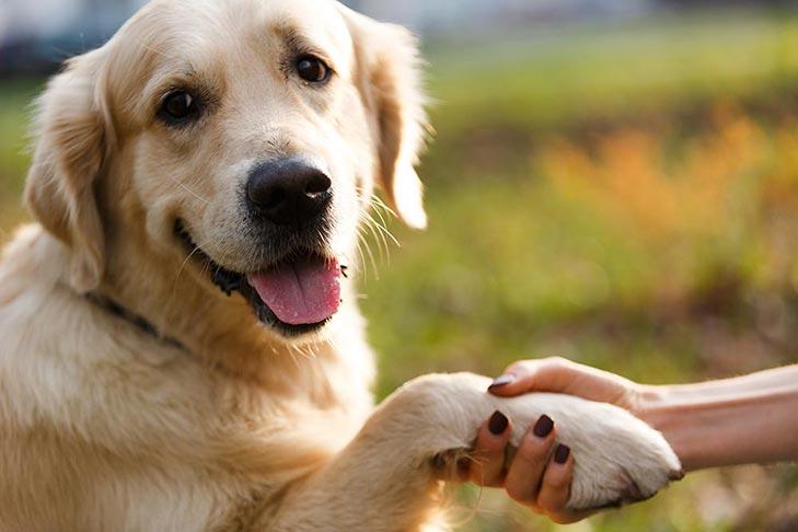 Dog Intelligence: Everything You Need To Know