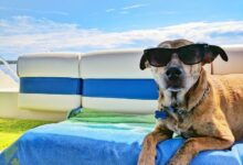 15 Common Reasons Why Do Dogs Lay In The Sun