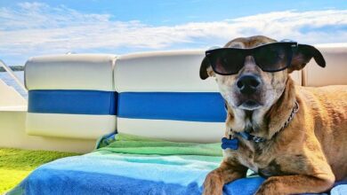 15 Common Reasons Why Do Dogs Lay In The Sun