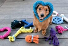 How To Provide Dog Mental Stimulation