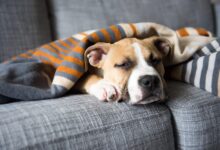 How Much Sleep Does Your Dog Needs?