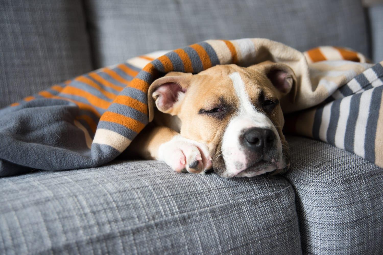 How Much Sleep Does Your Dog Needs?