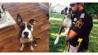 Unwanted Dog Dumped At Park Gets Adopted By The Cop That Rescued Her Unwanted Dog Dumped At Park Gets Adopted By The Cop That Rescued Her
