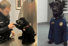 A deserted dog appealed to a police officer with sincere gestures and irresistible charm, ultimately leading to the officer adopting the lovable canine